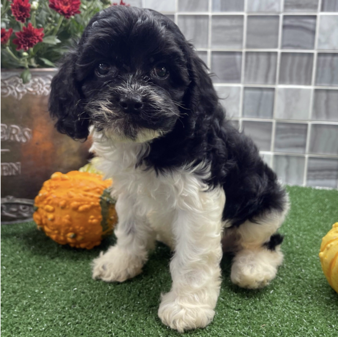 comprar cachorros sanos, baratos y asequibles para la venta